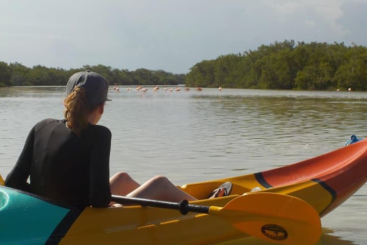 Explore Isla Holbox Mangroves: A Guided Kayaking Adventure photo 5