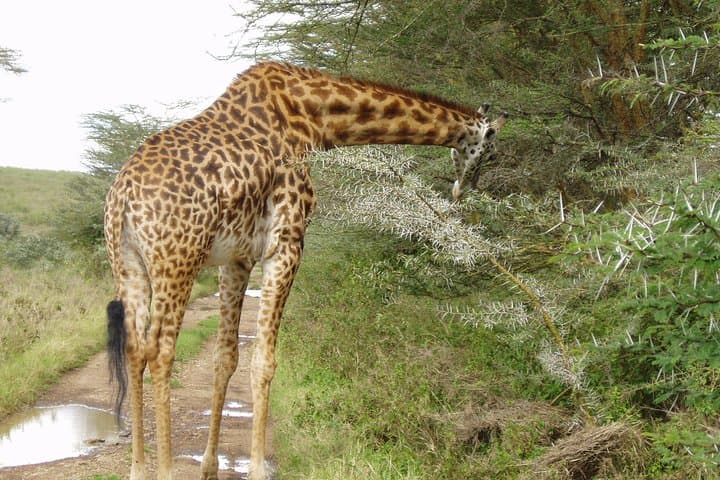 Explore Nairobi National Park and Giraffe Center: A Private Morning Safari Experience photo 5