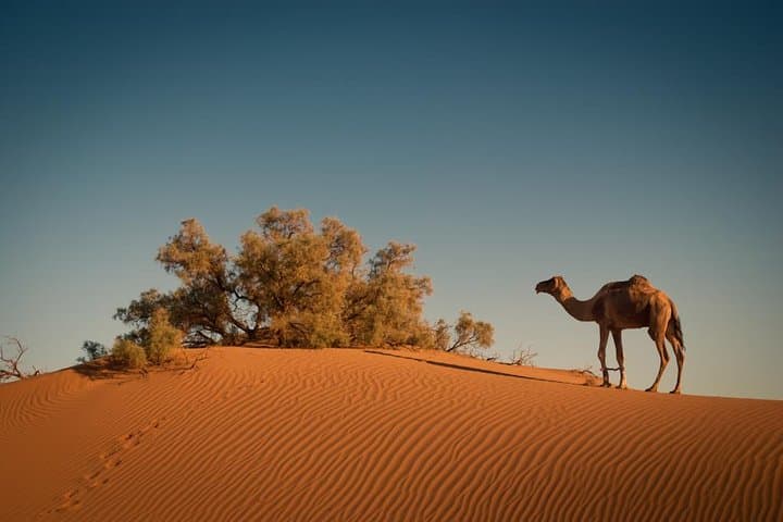 4-Day Merzouga Desert Tour from Marrakech — Camel Trek, Erg Chebbi & Kasbahs