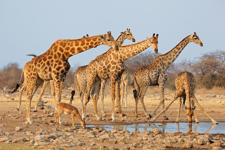 16-Day Namibia Highlights: Sossusvlei, Etosha & Himba Cultural Encounters photo 5