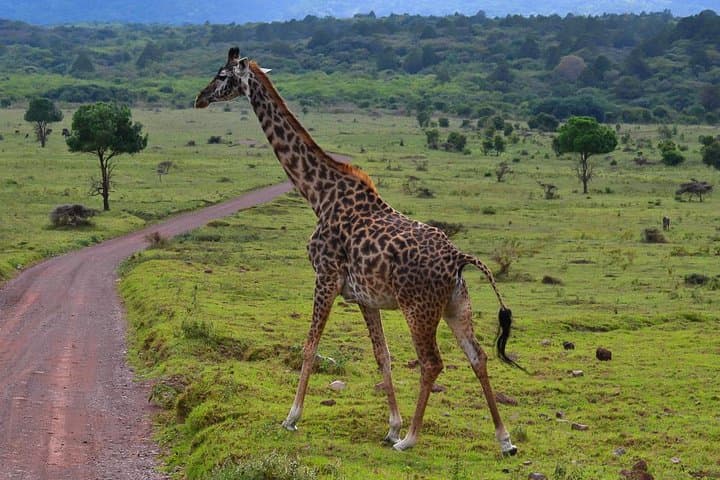 10-Day Namibia Highlights: Sossusvlei, Swakopmund & Etosha Safari photo 3
