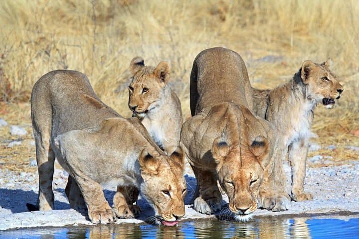3-Day Etosha National Park Safari: Game Drives, Waterholes & Lodge Stays photo 6