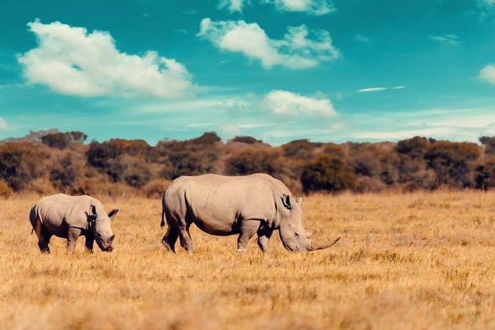 3-Day Etosha National Park Safari: Game Drives, Waterholes & Lodge Stays photo 3