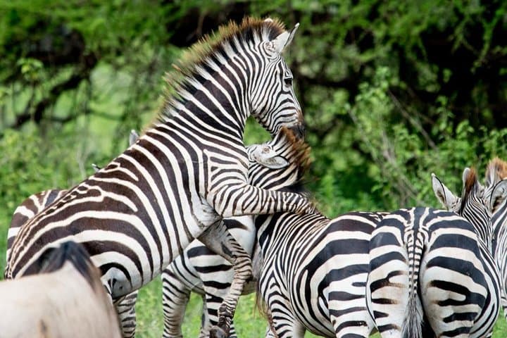 3-Day Etosha National Park Safari: Game Drives, Waterholes & Lodge Stays photo 4