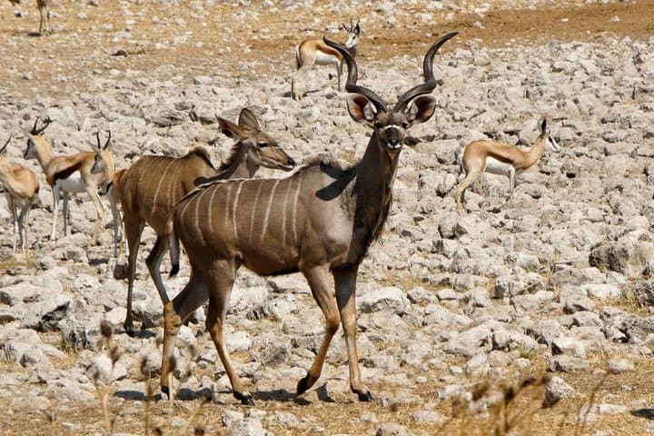 3-Day Etosha National Park Safari: Game Drives, Waterholes & Lodge Stays photo 5