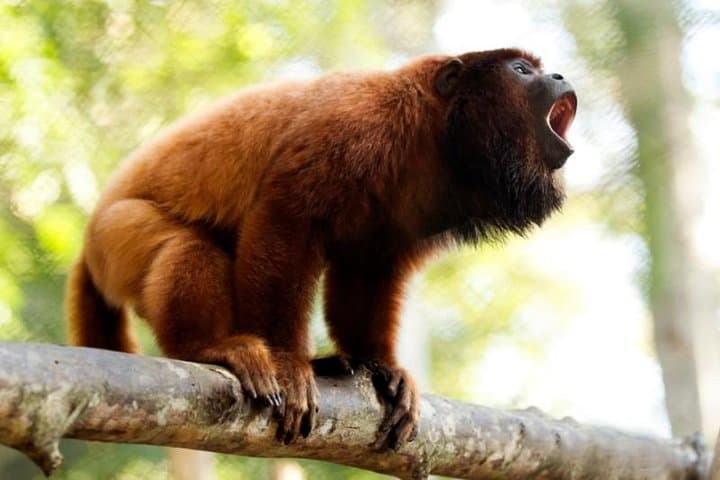 3-Day Amazon Eco-Lodge Adventure from Puerto Maldonado photo 5