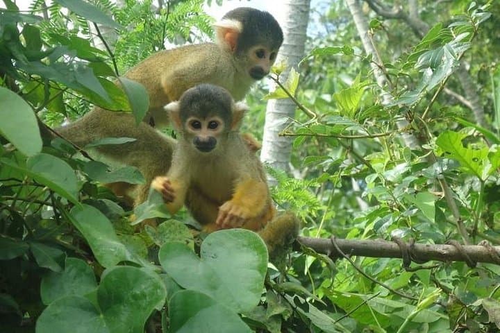 Bolivian Amazon Pampas: 5-Day Wildlife & River-Lodge Adventure from La Paz photo 4