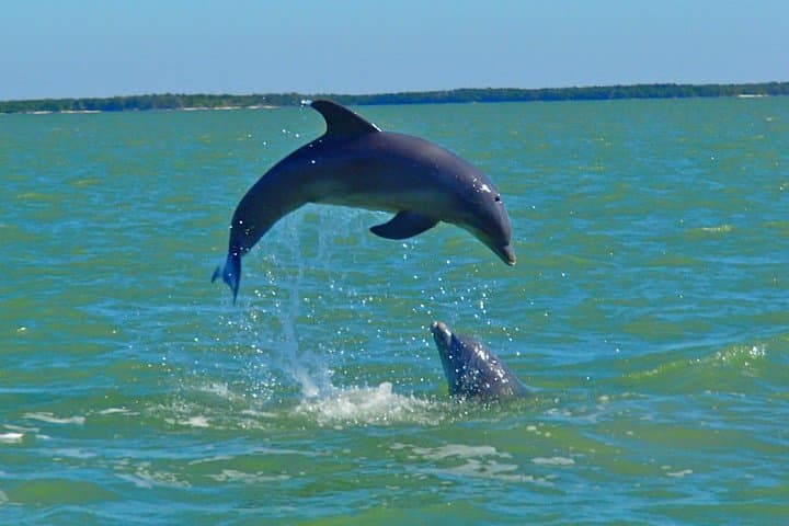 Jet-Ski Dolphin Tour in the Ten Thousand Islands — 2-Hour Wildlife Ride from Marco Island photo 3