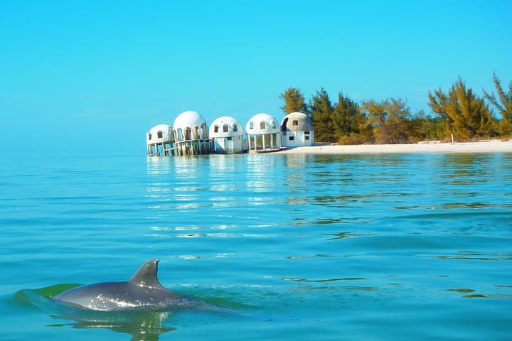 Jet-Ski Dolphin Tour in the Ten Thousand Islands — 2-Hour Wildlife Ride from Marco Island photo 2