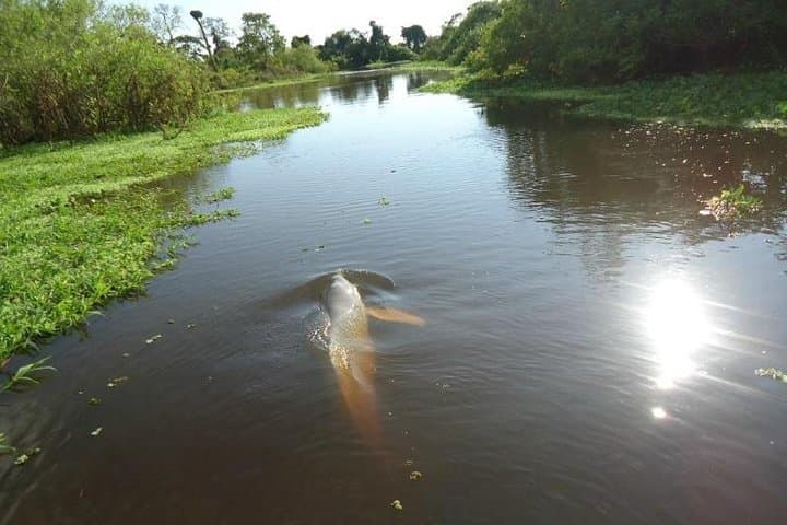 5-Day Madidi & Pampas Amazon Jungle Adventure from La Paz photo 4
