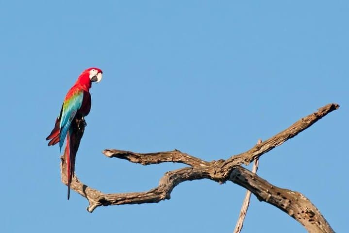 6-Day Pantanal and Bonito Wildlife Expedition: Pantanal Lodge, Boat Safaris & Bonito Highlights photo 3