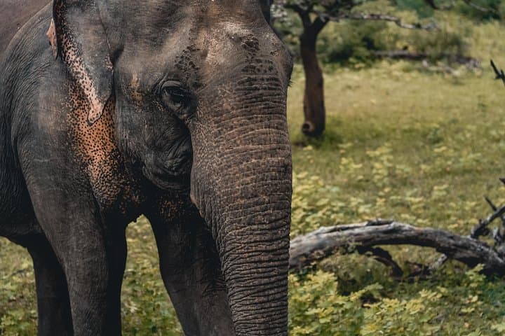 Udawalawe Private Jeep Safari: 3–4 Hour Wildlife Drive in Sri Lanka