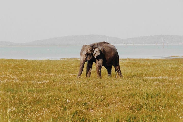 Udawalawe Private Jeep Safari: 3–4 Hour Wildlife Drive in Sri Lanka photo 3