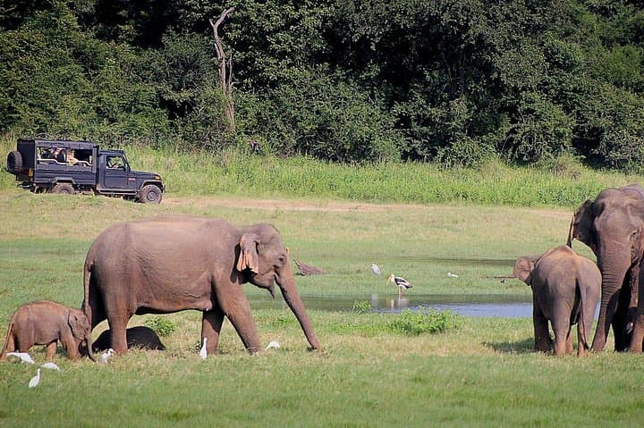 Udawalawe Private Jeep Safari: 3–4 Hour Wildlife Drive in Sri Lanka photo 2