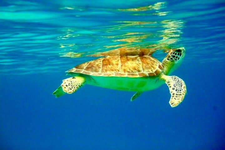 Private Day Charter: All-Inclusive Sail from Cruz Bay to St. John National Park photo 5