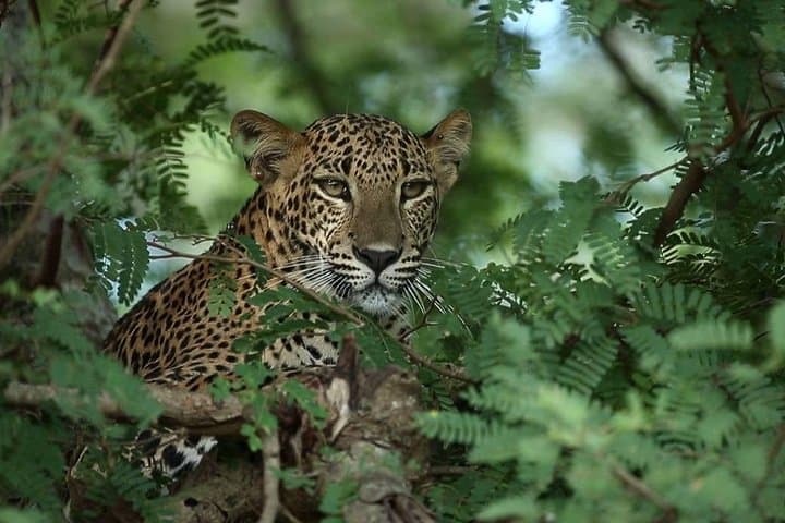Afternoon Safari at Yala National Park: 3-Hour Game Drive for Leopard Viewing photo 2
