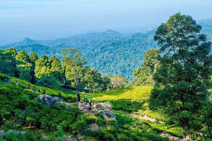 Overnight Tea Plantation Adventure at Simpson's Forest near Kandy photo 3