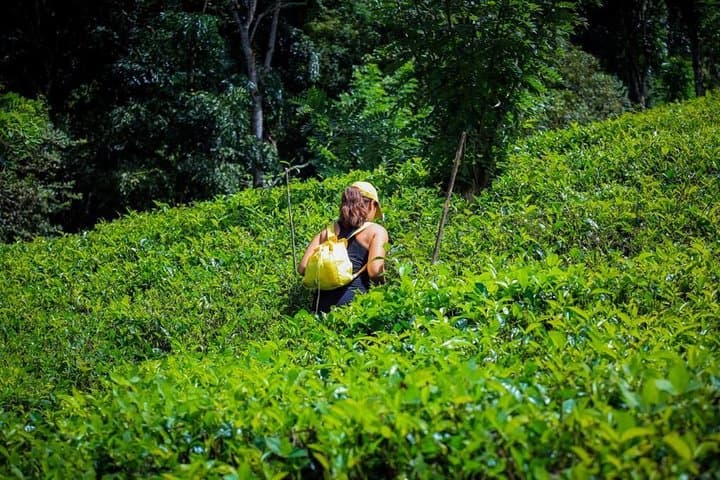 Overnight Tea Plantation Adventure at Simpson's Forest near Kandy photo 6