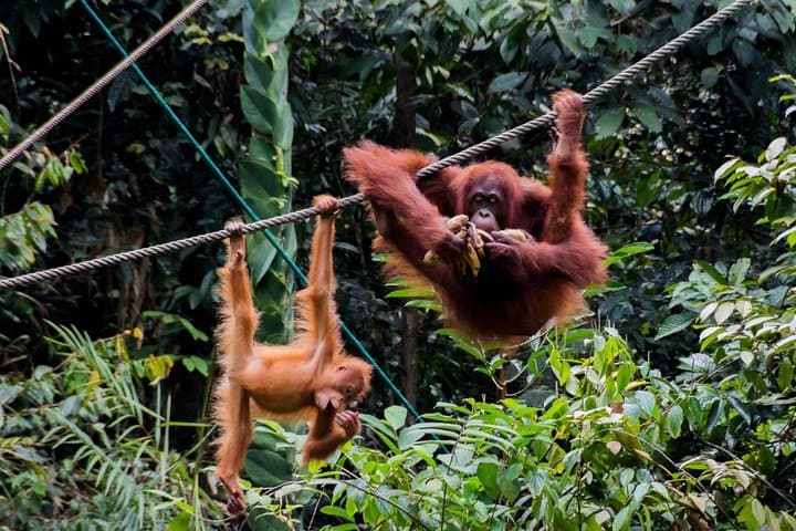 Semenggoh Orangutan Sanctuary Tour: See Semi‑Wild Orangutans Near Kuching photo 2