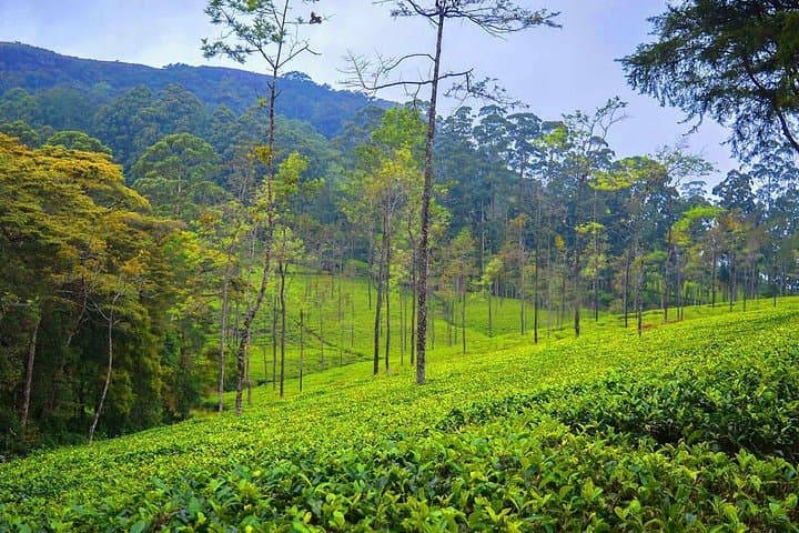 Adisham Bungalow Rail Tour: Ella & Bandarawela Full-Day Heritage Journey photo 3