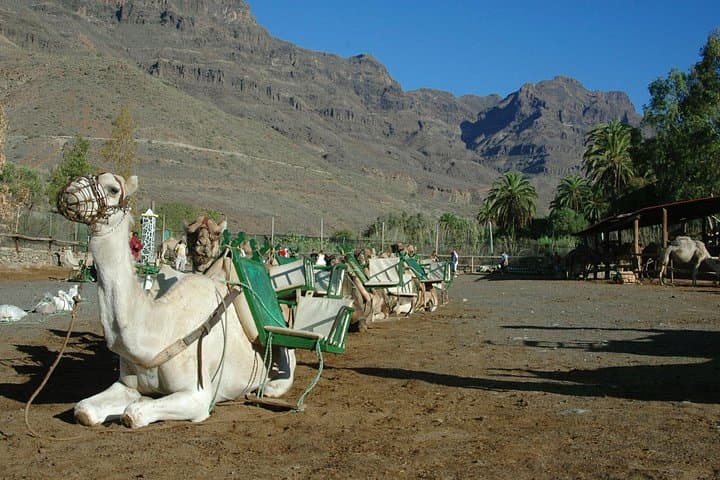 Camel Ride in Fataga: Dromedary Trek, Tapas Lunch & Camel Show in Gran Canaria photo 5