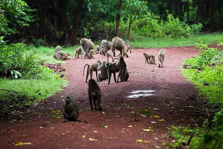 Lake Manyara Day Safari: Tree-Climbing Lions, Flamingos & Rift-Edge Views photo 3