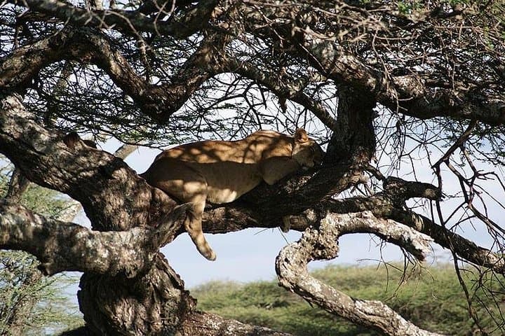 Lake Manyara Day Safari: Tree-Climbing Lions, Flamingos & Rift-Edge Views photo 1