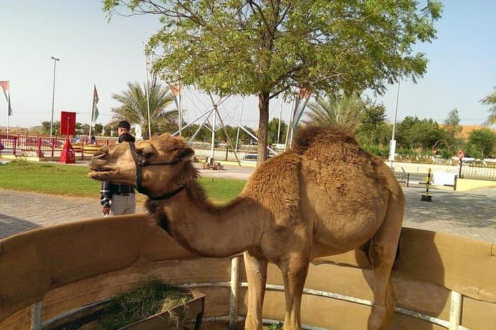 Dubai Red Dunes Desert Safari: Quad Bikes, Camel Rides & Bedouin BBQ Evening photo 2