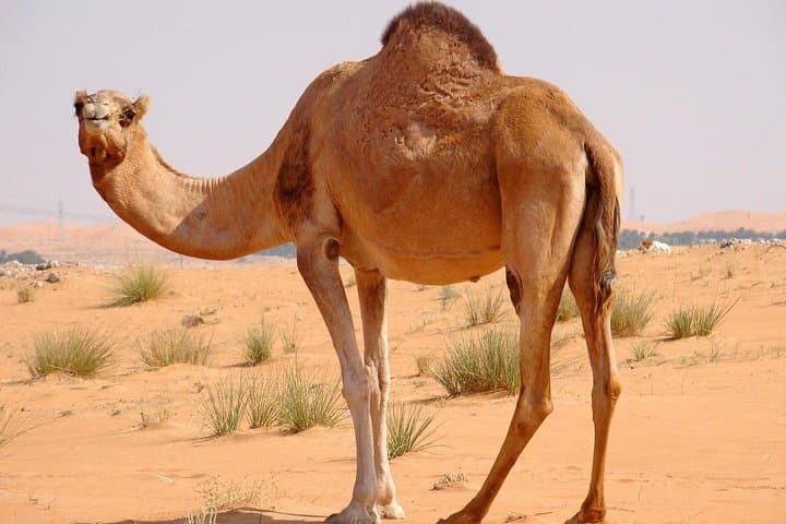 Dubai Red Dunes Sunset Safari: 4-Hour Private 4x4, Camel & Falcon Experience photo 2