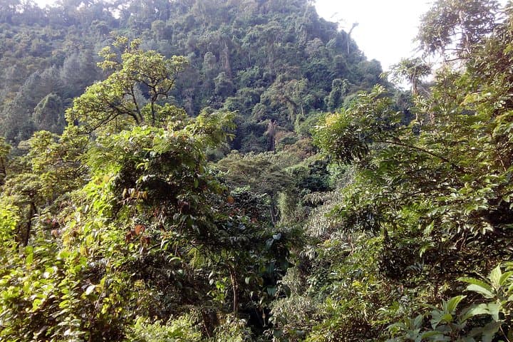 Mambori Waterfalls Day Hike: Kilimanjaro Foothills Forest Walk from Moshi photo 6
