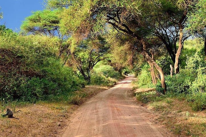 Lake Manyara Day Safari: Tree-Climbing Lions, Flamingos & Rift-Edge Views photo 2