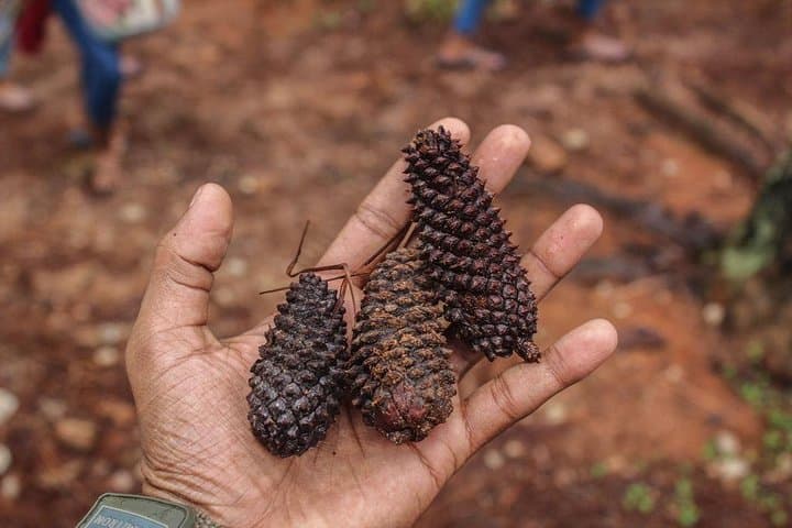 Guided Nature Trail to Kanneliya Forest from Galle — Kabbale Peak & Anagimale Falls Trek photo 4