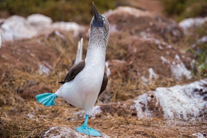 8-Day Galapagos Island Hopping Tour: 5-Island Wildlife & Snorkel Adventure photo 4