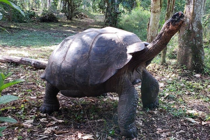 5-Day Galapagos Island Hopping: Santa Cruz, Isabela & Tintoreras Wildlife Tour photo 4