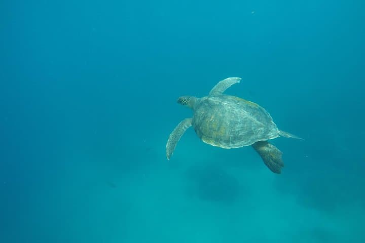 6-Day Galapagos Land Tour: Isabela, Santa Cruz & Pinzon Highlights photo 4