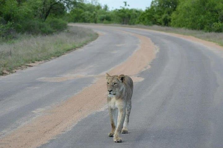 3-Day Kruger Safari from Johannesburg: Sunset Drives & Morning Game Watching photo 4