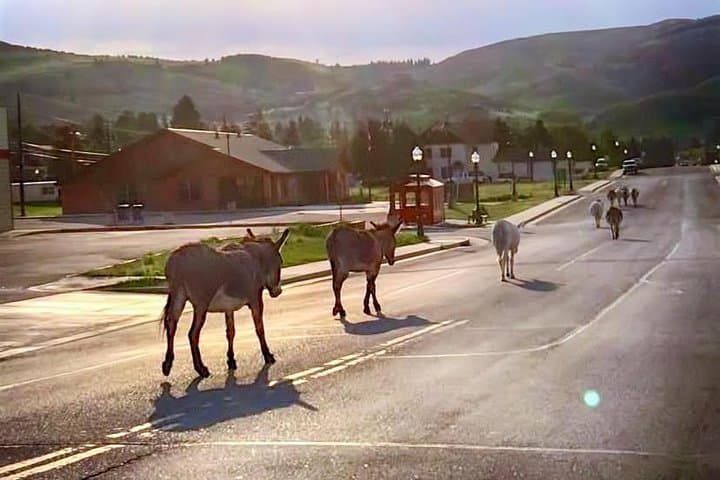 Gold Belt Scenic Byway Jeep Tour: Cañon City to Cripple Creek in a 95-Mile Jeep Excursion