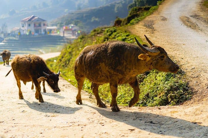 Sapa 3-Day Trek: Homestays, Rice Terraces & H'mong Culture photo 6