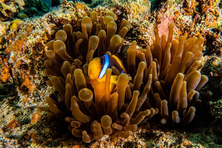 Guided Red Sea Dive in Eilat: Coral Reefs & Shallow Wrecks for Certified Divers photo 2
