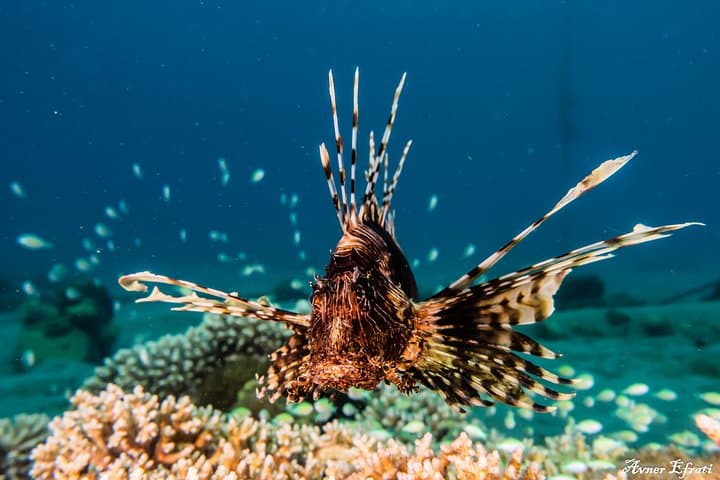 Guided Red Sea Dive in Eilat: Coral Reefs & Shallow Wrecks for Certified Divers photo 3