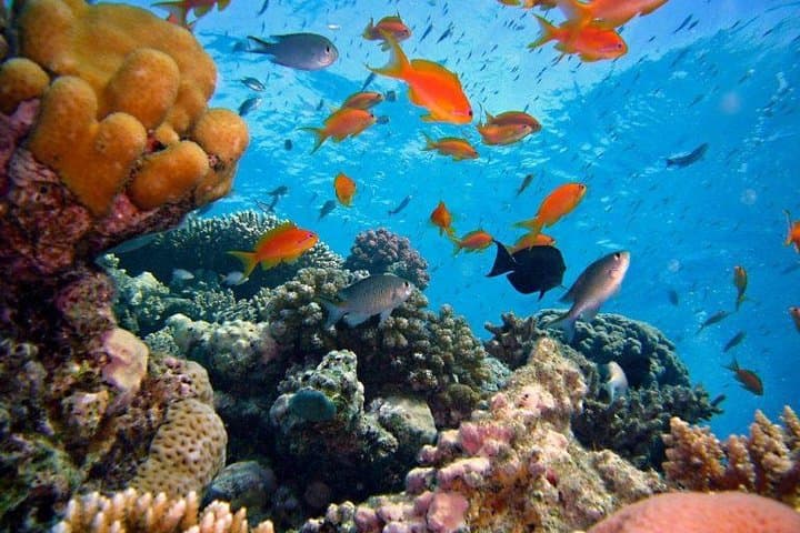 Snorkel Amed Bali: Black-Sand Reefs with Mount Agung Views photo 4