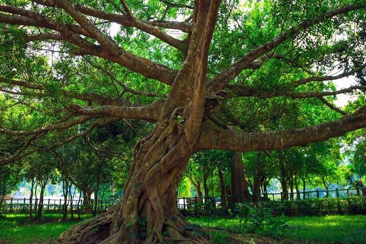 Cuc Phuong National Park Day Trek — Primate Rescue & Ancient Tree Hike from Hanoi photo 2