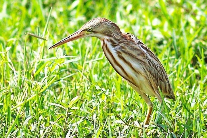 Full-Day Bundala Safari from Hambantota Harbor — Flamingos, Crocs & Migratory Birds photo 3