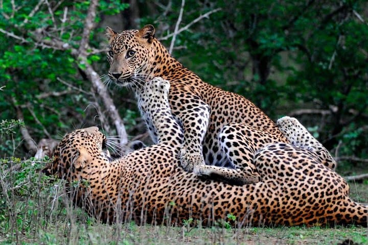 Full-Day Wilpattu Safari: Private Game Drive from Anuradhapura photo 2