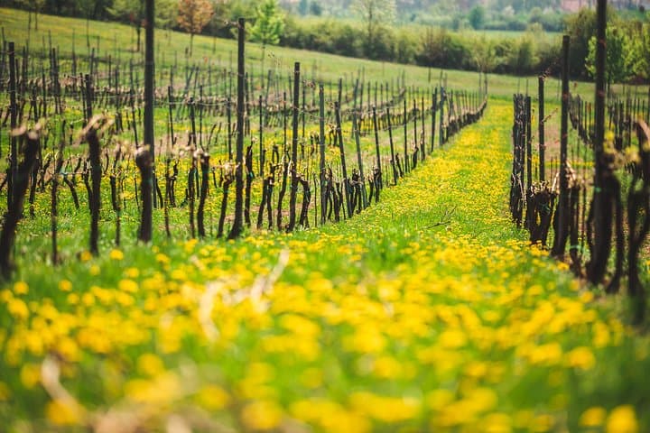 Bohemian Uplands Wine Tasting Tour from Prague with Lunch photo 6