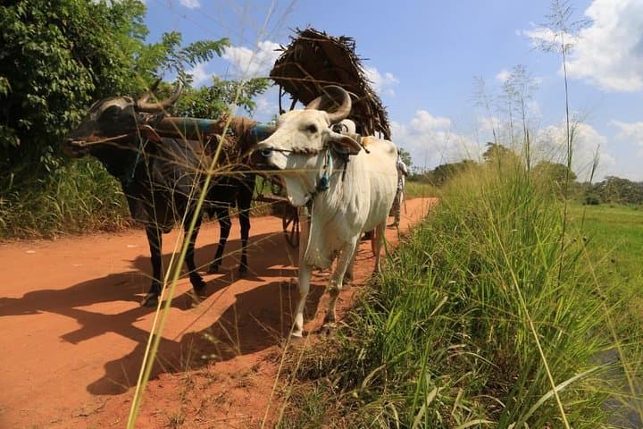 Village Trekking Tour Sigiriya: Authentic Sri Lankan Village Experience photo 3