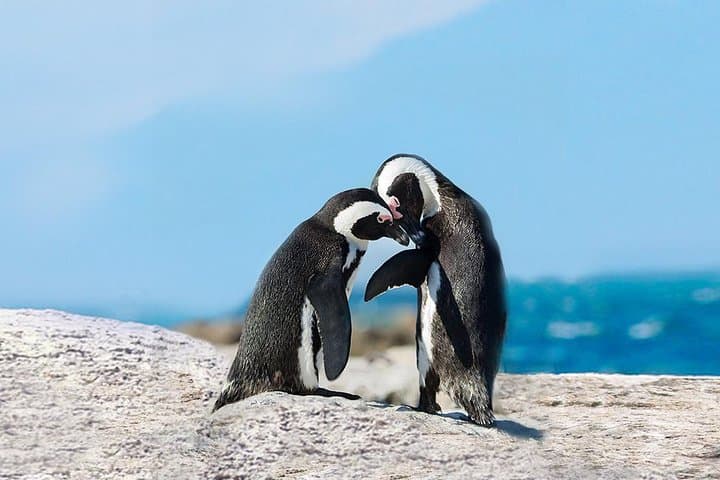 Cape Point & Boulders Beach Day Tour from Cape Town — Penguins, Seals & Chapman's Peak
