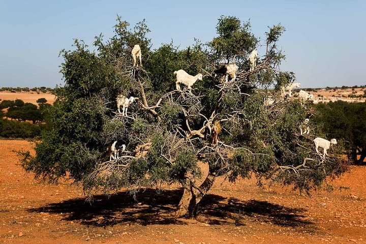 Essaouira Day Trip from Marrakech: Argan Factories, Skala Cannons & Atlantic Medina