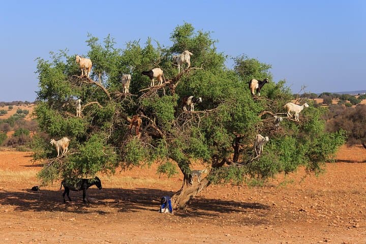 Essaouira Day Trip from Marrakech: Argan Factories, Skala Cannons & Atlantic Medina photo 6