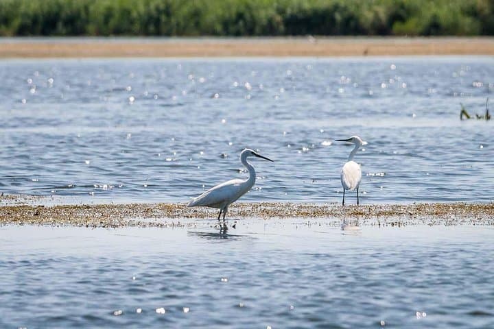 Explore the Danube Delta: 2-Day Shared Tour from Bucharest photo 6